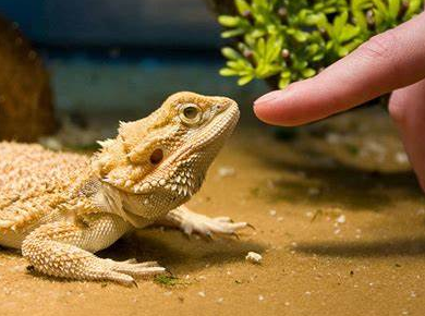 How to Provide the Perfect Environment for Pet Reptiles